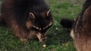 Yeşil yiyecek arama, şehir rakunları, gündüz vakti yiyecek arama. İki rakun, yemyeşil zeminde besin arayışında işbirliği yapıyor..