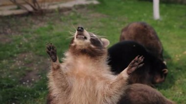 Hayvan bağlantısı, ayakta duran rakun, rakun yemi. Arka ayakları üzerinde duran rakun, doğada insan eline nazikçe uzanır..