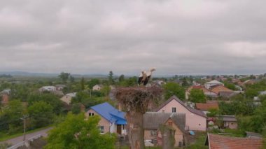 Stork as symbol of family. Household of storks in the nest. A closeup of birds standing on its nest with another bird. Ornithological observations.