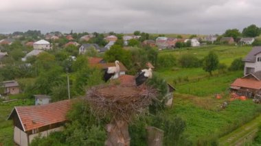 Kırmızı gagalı beyaz leylek ve ağaçtaki siyah kanatlı. Kuşların doğal ortamlarında gözlemlenmesi. Kuşbilimi gözlemleri.