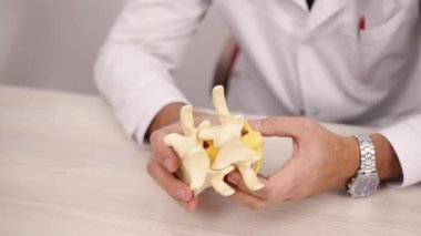Doktor Eller, Tıbbi Açıklama, Model Ekran. Doktorlar anatomik omurga modelini ustalıkla manipüle ederken tıbbi açıklama sağlıyorlar..