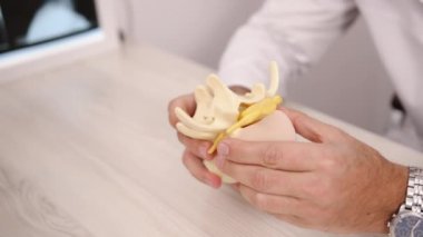 Anatomik gösteri, mankenlik, tıbbi tanıtım. Detaylı tıbbi açıklama sırasında, doktor anatomik model omurgasını ayarlar.