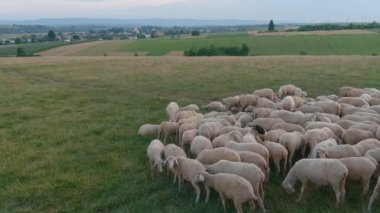Koyun otlatma, yeşil tarlalar, kırsal alanlar. Büyük koyun sürüsü yemyeşil çayırlarda huzur içinde otluyor ve arka planda panoramik manzara manzarası var..