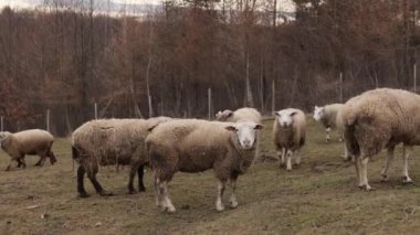 Koyun otlatma, doğal çevre, kırsal alan. Ormanlık alanın yanındaki kırsal alanda, koyun sürüsü huzur içinde otluyor..