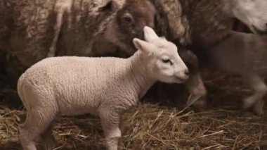 Kuzu sarılması, kuzu anası, anne kuzu. Etrafı samanlarla çevrili anne koyun, yeni doğan yavrusunu sevgiyle ahırda koruyor..
