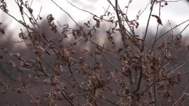 Çıplak dallar, kurumuş yapraklar, sonbaharın sonları. Sonbaharın sonlarında kurumuş, kurumuş yapraklarla süslenmiş çıplak dallar, sonbahardan kışa sakin ve sakin bir atmosferi yansıtıyor.