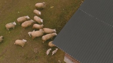 grup koyun, kırsal çevre, kuzular otluyor. Serene çiftlik sahnesinde koyun sürüleri binanın yakınında toplandı, bazı kuzular annelerin yanına sokuldu..