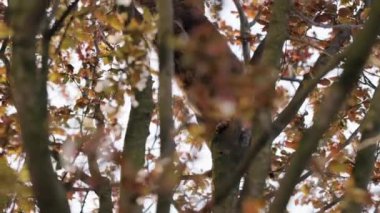 Rakun, levrek yaprakları, sonbahar rakunu. Ağaç dalında, rakun zengin renk yapraklarıyla çevrilidir..