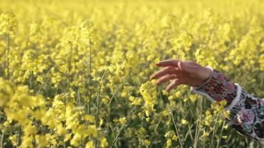 Brassica çiçekleri, berrak gökyüzü, geleneksel kollar. Geleneksel işlemeli kollu el, açık gökyüzünün altındaki çiçek açan alanda sarı kanola çiçeklerine nazikçe dokunur..
