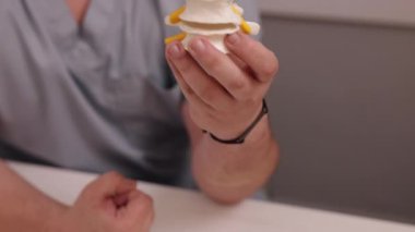 El ele tutuşmak, omurga anatomisi, omurga modeli. Yakın plan, eğitim amaçlı kullanılan omurga, disk ve sinirleri gösteren detaylı omurga anatomisi modelini tutan elleri gösteriyor..