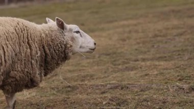 Dağınık yün, pastoral manzara, açık havada koyun. Koyun kalın, biraz dağınık yün kürklü otlak arazide duruyor, yakın plan profilinde, sakin çiftlik hayatı ile çevrili, açık kırsal kesimde..