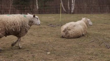 Doğal alanlar, koyun sürüleri, kırsal doğa. Koyun sürüsü, sakin ve rahat, kırsal alanda otlar ormanlara yakın yerlerde..