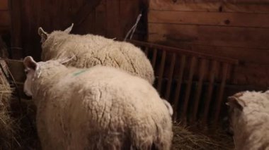 Kırsal atmosfer, geleneksel çiftçilik, koyun sürüsü. Koyunlar ahıra giriyor, ve otantik ahır ortamı bize sıcak, kırsal alanda klasik çiftlik yaşamını hatırlatıyor..