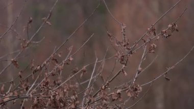 Kurumuş yapraklar, kuru yapraklar, sakin bir atmosfer. Yakın ağaç dalları, sonbaharın sonlarında kurumuş ve kurumuş yapraklarla süslenmiş, dingin ve sakin atmosfer atmosferini yansıtıyor.