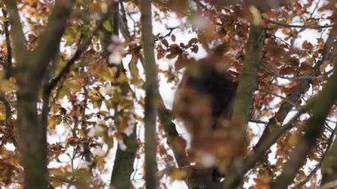 Yapraklı dal, Rakun Yaprakları, Rakun Ormanı. Rakun, altın yapraklarla çevrili sonbaharda dallara tünemiş..