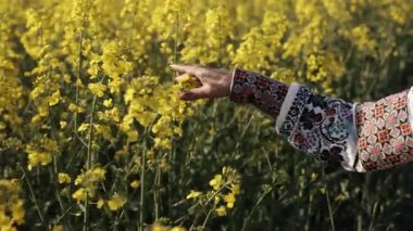 Yağ çekirdeği çiçekleri, kanola çiçekleri, tarla çiçekleri. Açık gökyüzünün altında, geleneksel işlemeli kollarla süslenmiş sarı kanola çiçekleri çiçek açmış..