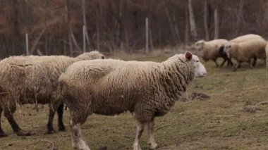 Sürü otlaması, kırsal alan, barışçıl hayvanlar. Koyun sürüsü ormanlık alanın yakınındaki kırsal alanda huzur içinde otluyor. Koyun sürüsü, kalın yün kürkleriyle sakin ve rahat görünüyor.