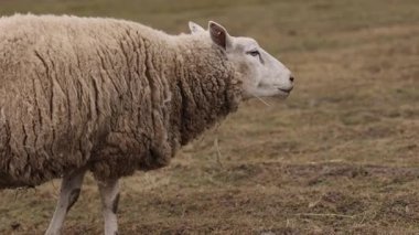 Kırsal alan, koyun arazisi, yeşil çayır. Huzurlu çiftlik hayatı, çimlerin üzerinde dikilen, tüylü paltosu dağınık, geniş kırsal alanda ufka bakan, yakın profilli koyunlarla betimlenir.