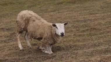 Dizlerinin üstünde, koyunları besliyor, kırsal arazide. Uçsuz bucaksız çayırlarda dizlerinin üzerinde tek bir koyun görülüyor, başı eğik besleniyor, arka planda kırsal kesimlerde huzurlu bir anı yakalıyor..