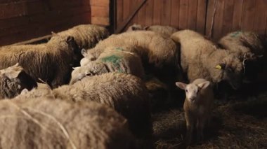 Koyun sürüsü, koyun sürüsü, barınak ambarı. Koyun sürüsü loş bir ahırda bir araya toplandı. Doğal yünlü koyunlar kalın ve hafif mat görünür. Ahırda sıcaklık ve rahatlık yaratır. Huzur verir.