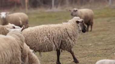 Otlaklar, huzurlu otlaklar, kalın yünler. Otlakta, kalın kaplamalı koyunlar sürüleri arasında huzur içinde otlar..