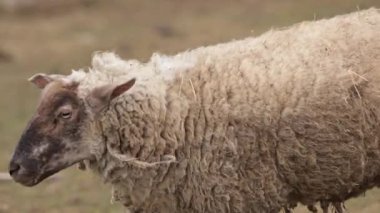 Sakin bir ortam, kırsal yaşam, açık hava otlağı. Çimlerle çevrili, yüne bulanmış koyunlar arka planda bulanık koyunların arasında huzur içinde otluyor..