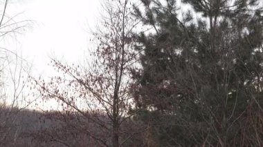 Sonbaharın sonları, sakin bir manzara, sonbahar geçişi. Yapraksız dallar, hala kuru, kurumuş yapraklara tutunarak, sonbaharın sonlarındaki huzuru yansıtıyor..