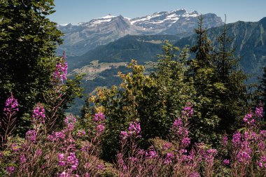 Aigle yakınlarındaki Rhone Vadisi 'ni ön planda renkli yemyeşil yapraklar ve arka planda Diablerets dağ sıraları ile görebilirsiniz. Yaz, Leysin, Vaud, İsviçre