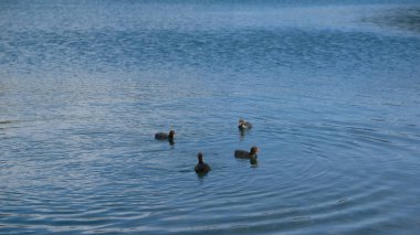 Dört ördek yavrusundan oluşan bir aile, anne ördekle birlikte açık mavi suyla gölde yüzüyor.