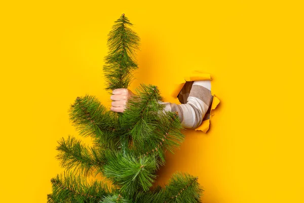 stock image Hand holds a Christmas tree on a yellow background. Concept for New Years and Christmas Eve. Banner.