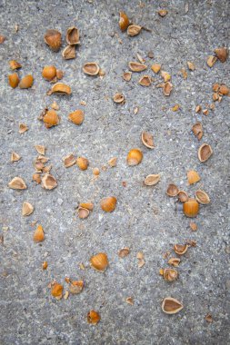 Beton zeminde kırılmış fındıklar. Üst manzara, düz uzanma.