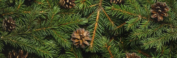 Kerstboom Takken Kegels Kerstmis Nieuwjaar Behang Een Spandoek Vlakke Lay — Stockfoto