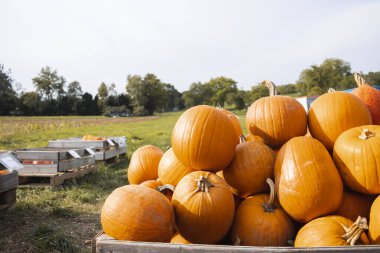 Lots of ripe orange pumpkins in the field. Top view, flat lay.