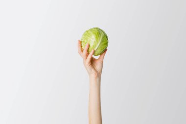 Woman's hand raised up a white cabbage on a white background.