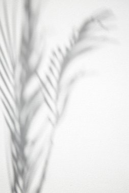 Beyaz arka planda tropik palmiye yapraklarının gölgesi. Siyah ve beyaz resim