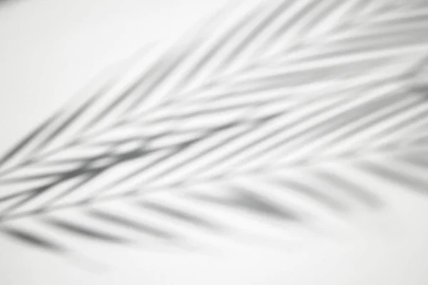 Shadow of tropical palm leaves on a white background. Black and white image