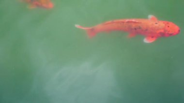 Şehir parkında güzel bir sazan balığı