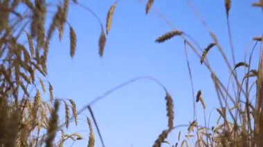 Gün batımında buğday tarlası yürüyüşü