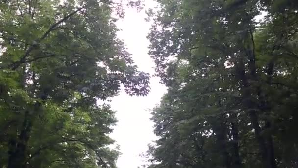 Fák Ágai Ringatóznak Szélben Egy Napsütéses Napon — Stock videók