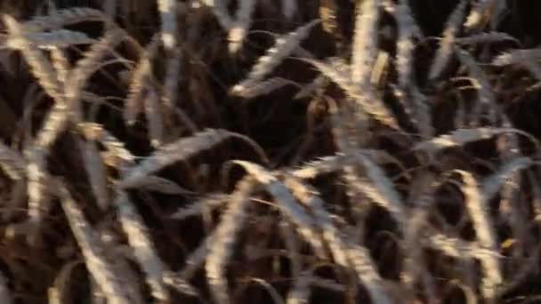 Krásný Výhled Pšeničné Pole Při Západu Slunce — Stock video