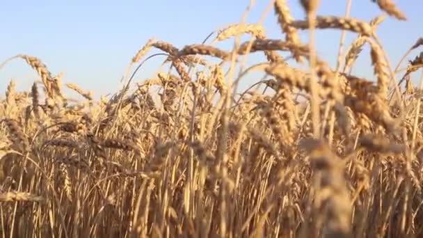 Tarlada Rüzgarda Sallanan Buğday Başakları — Stok video