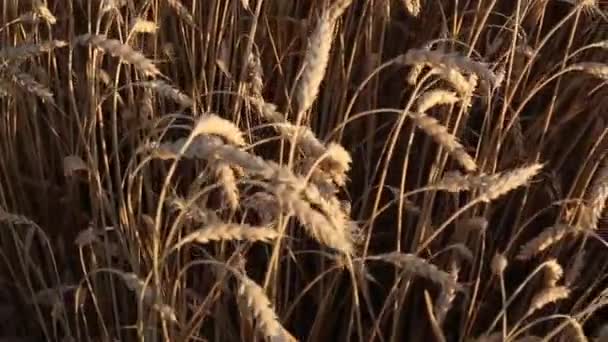 風に揺れる畑の小麦の小穂 — ストック動画