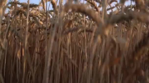 Καρπετάλια Σιταριού Στο Χωράφι Ταλαντεύονται Στον Άνεμο — Αρχείο Βίντεο