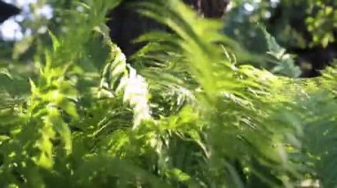 Ormanda güneşli bir günde eğrelti otu dalları