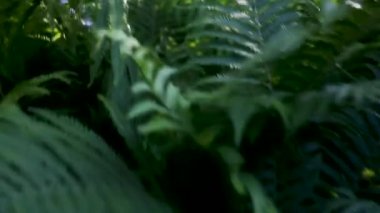 Ormanda güneşli bir günde eğrelti otu dalları