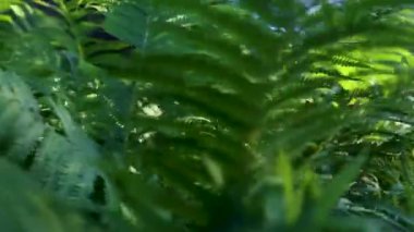 Ormanda güneşli bir günde eğrelti otu dalları