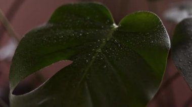 Çiy damlalarındaki kapalı canavar çiçeği..