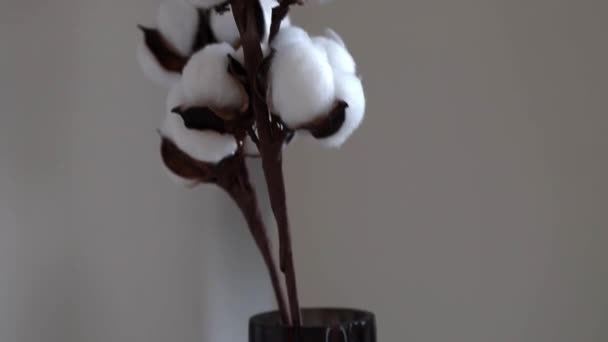 Zweige Trockener Baumwollblüten Einer Vase Auf Dem Hintergrund Einer Weißen — Stockvideo