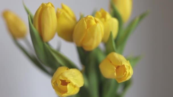 Bouquet Tulipes Jaunes Fraîches Isolées Sur Fond Blanc — Video