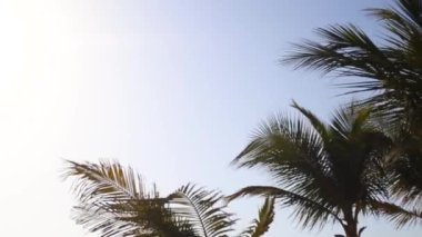 Gün batımında mavi gökyüzüne karşı palmiye ağaçları